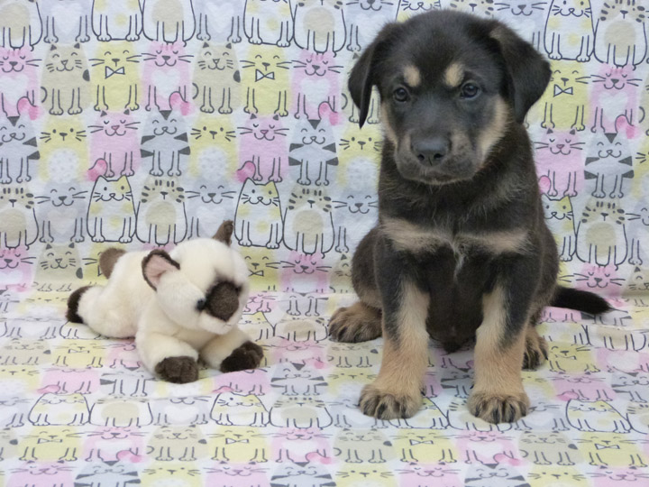 chinook puppy